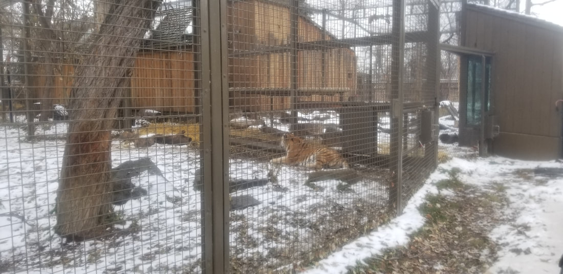 Calgary Zoo Amur Tigers